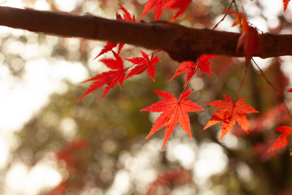 紅葉　現代レンズ②