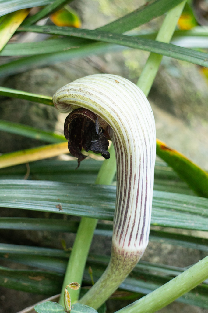 ムサシアブミ　東山植物園