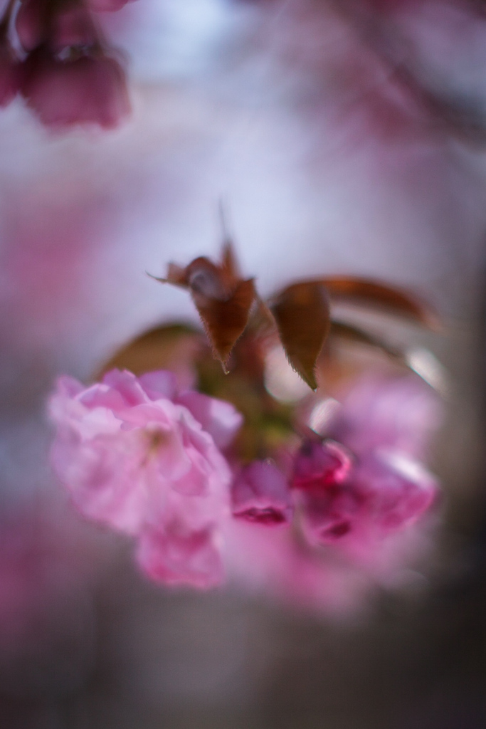 八重桜　⑫