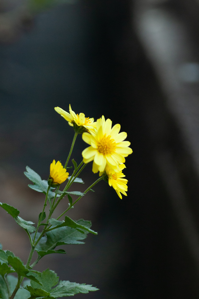 道端のお花　撮影はわんちゃんの安全第一で！