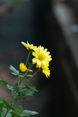 道端のお花　撮影はわんちゃんの安全第一で！