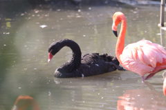 ブラックスワン　フラミンゴ池　東山動植物園