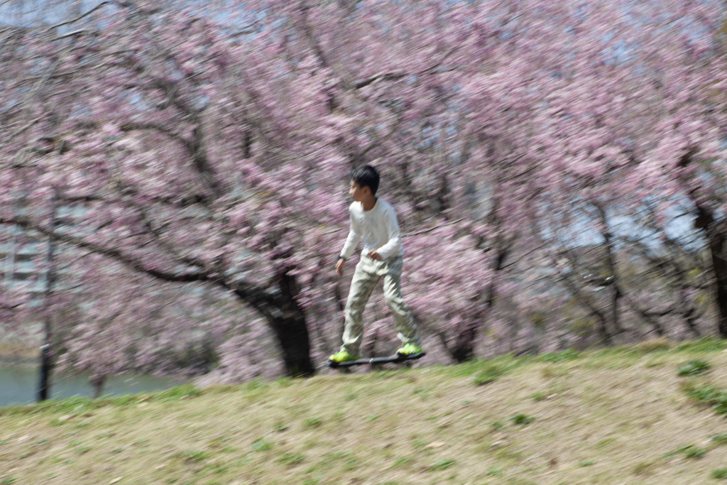 桜とスケボー少年　　ブレブレご容赦・・・