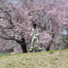 桜とスケボー少年　　ブレブレご容赦・・・