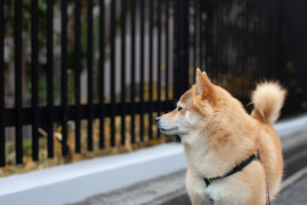 コロン君　道端編