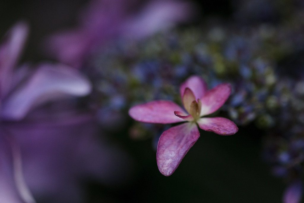 紫陽花　㊳