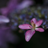 紫陽花　㊳