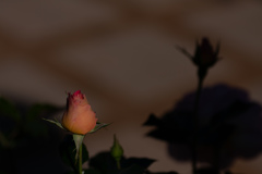 薔薇のつぼみ　②