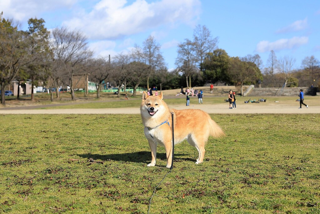 コロン君　