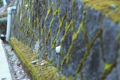 苔の石垣　　新テーマ