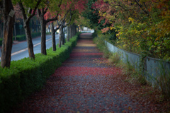 紅葉グラデーション