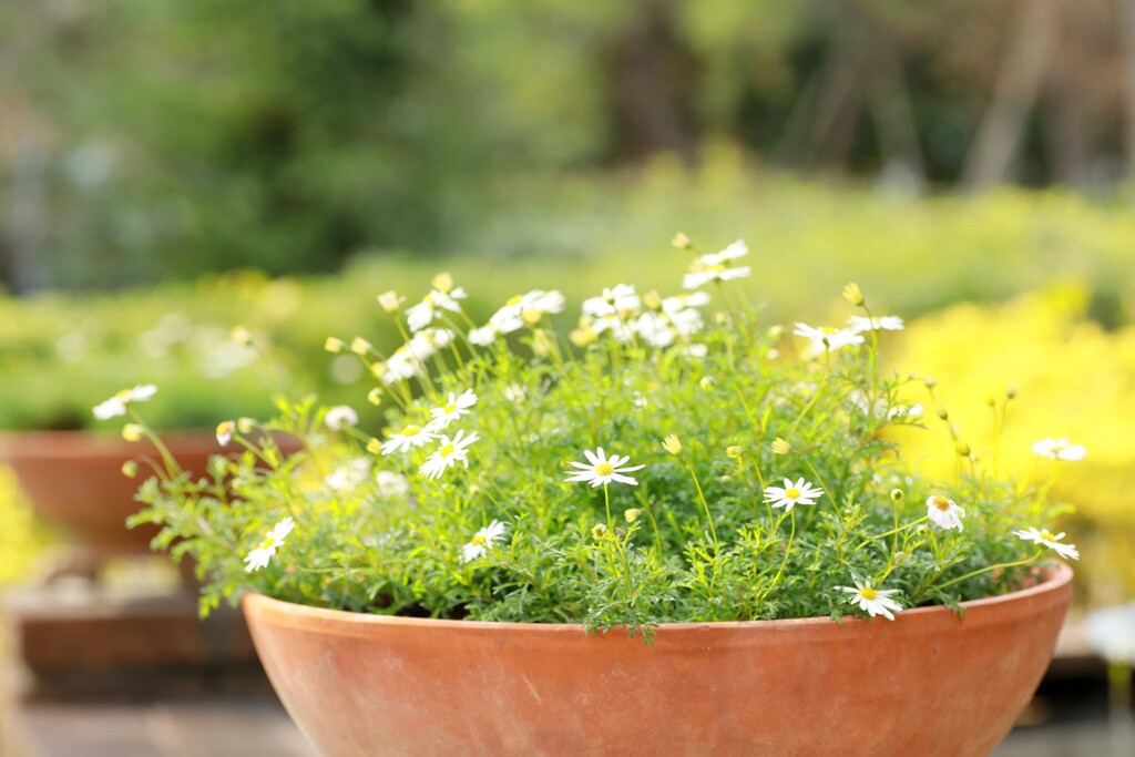 鉢植え　