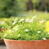 鉢植え　