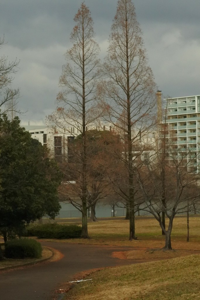 メタセコイヤ広場　