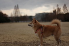 お昼のお散歩  寒々…