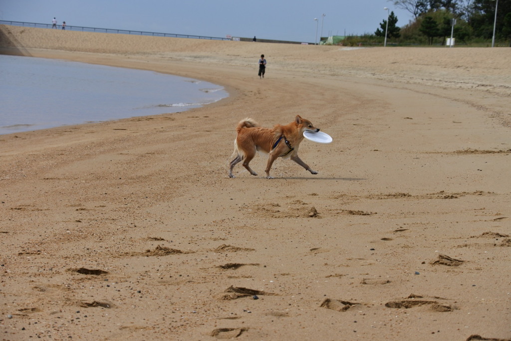 コロン君フリスビー♪