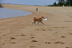コロン君フリスビー♪