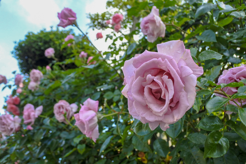 ご近所の薔薇　