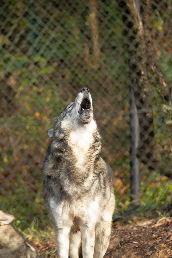 遠吠え　シンリンオオカミ　目指せ動物園カメラマン！