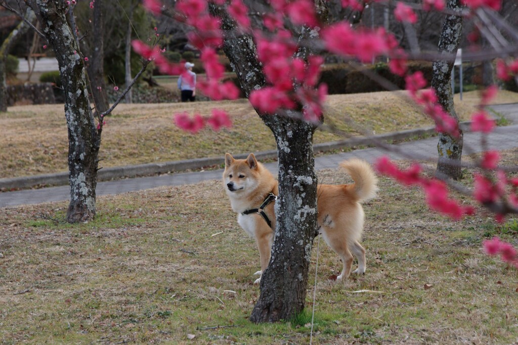 梅とコロン君