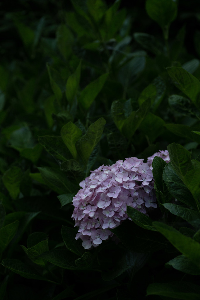 あじさい　62　あじさい咲かない通り