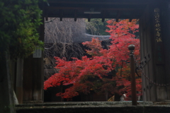 定光寺　紅葉