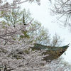 平和堂の桜