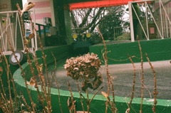 スロープシューターとあじさい　フィルムデビュー