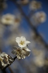 梅　白梅と青空