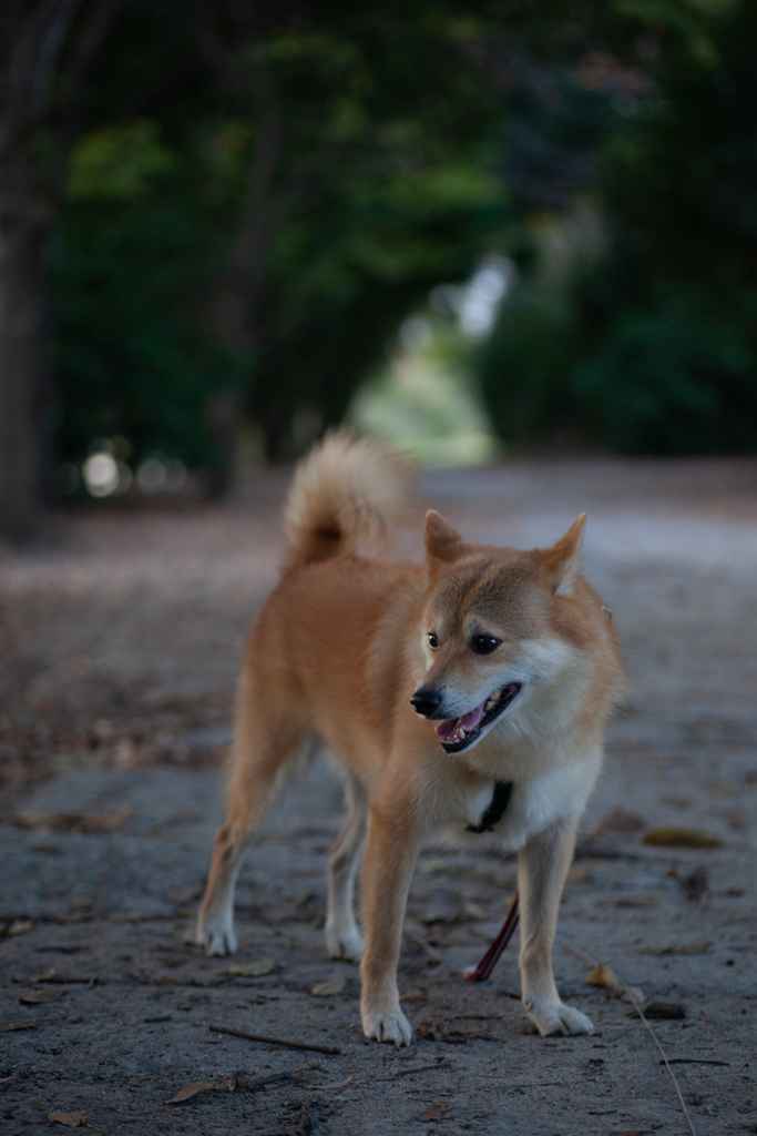 コロン君いつものお散歩コース