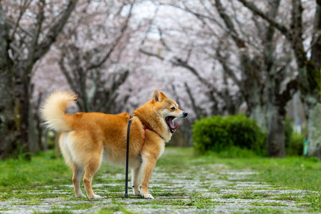 桜とコロン君