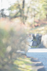 うつぎの向こう