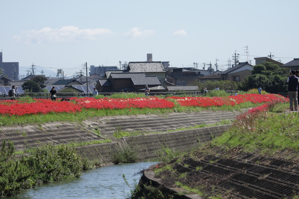 彼岸花　矢勝川堤