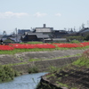 彼岸花　矢勝川堤