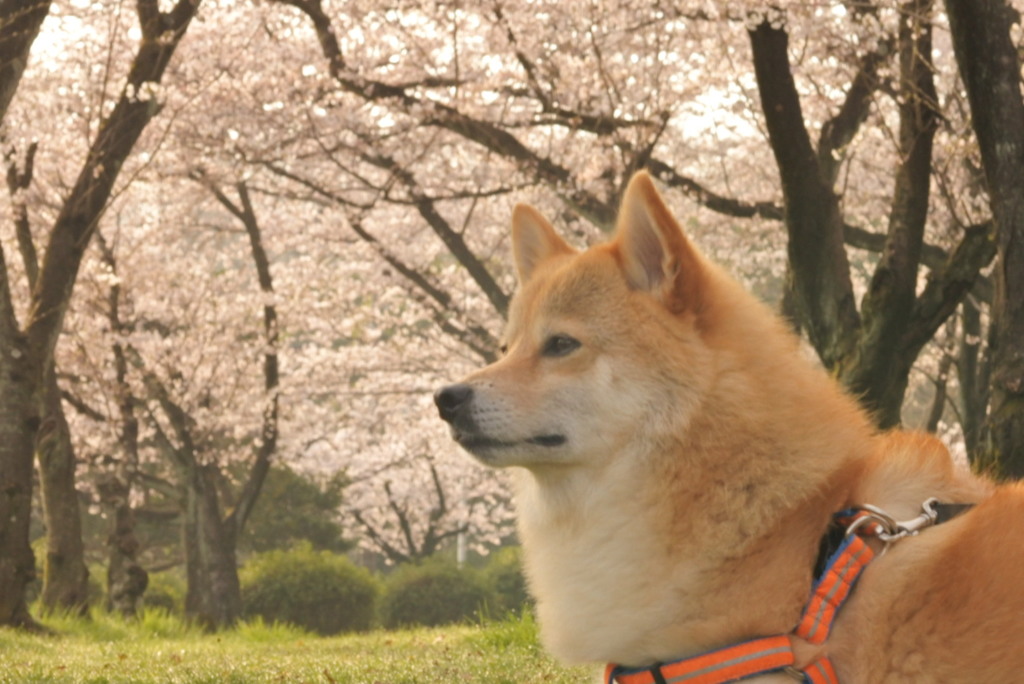 さくらとコロン君　平和公園