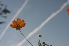秋空の飛行機雲とコスモス