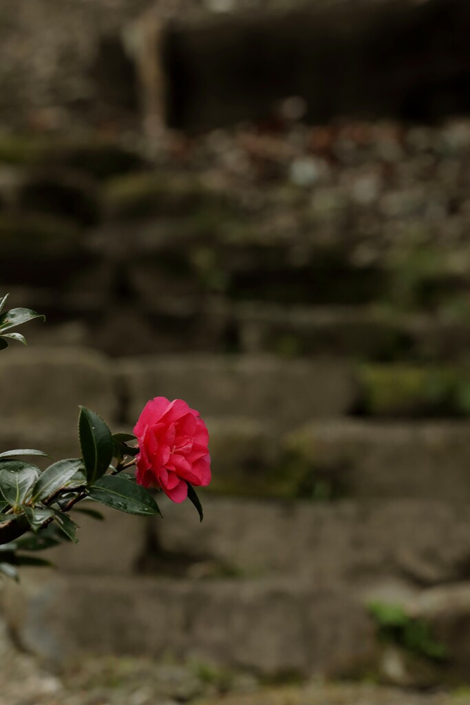 山茶花　椿園