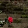 山茶花　椿園