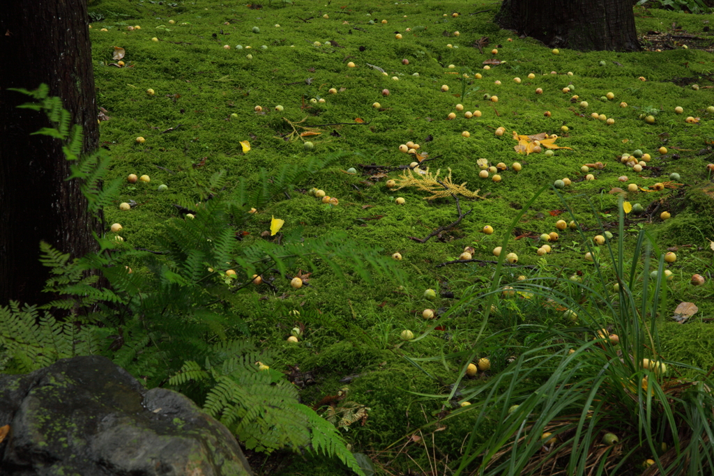 苔とシダ