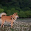 シロツメクサの中　コロン君ぺろり