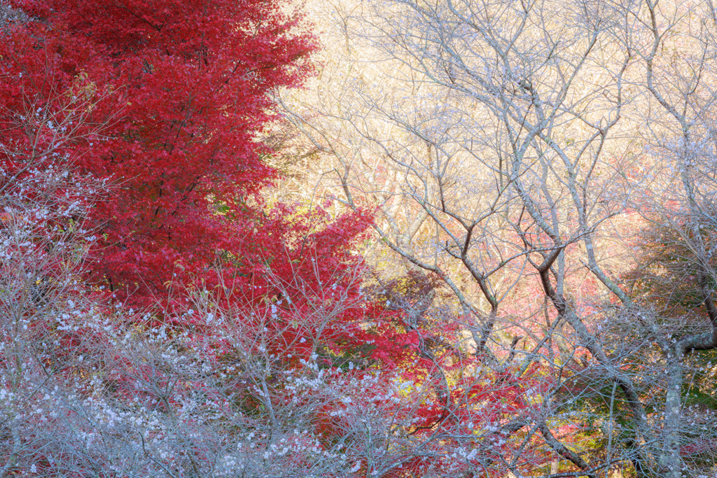 四季桜の季節