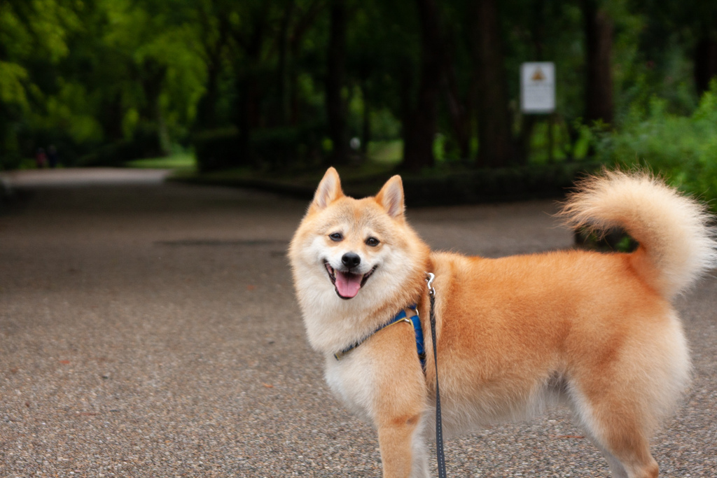 朝のお散歩〜　コロン君