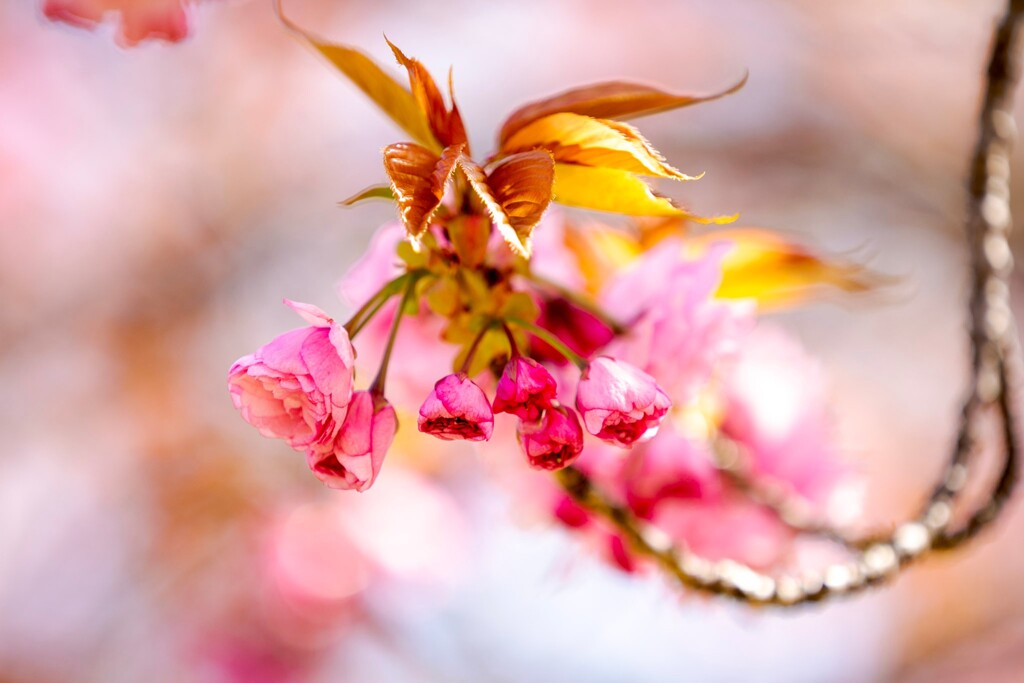 八重桜　⑦