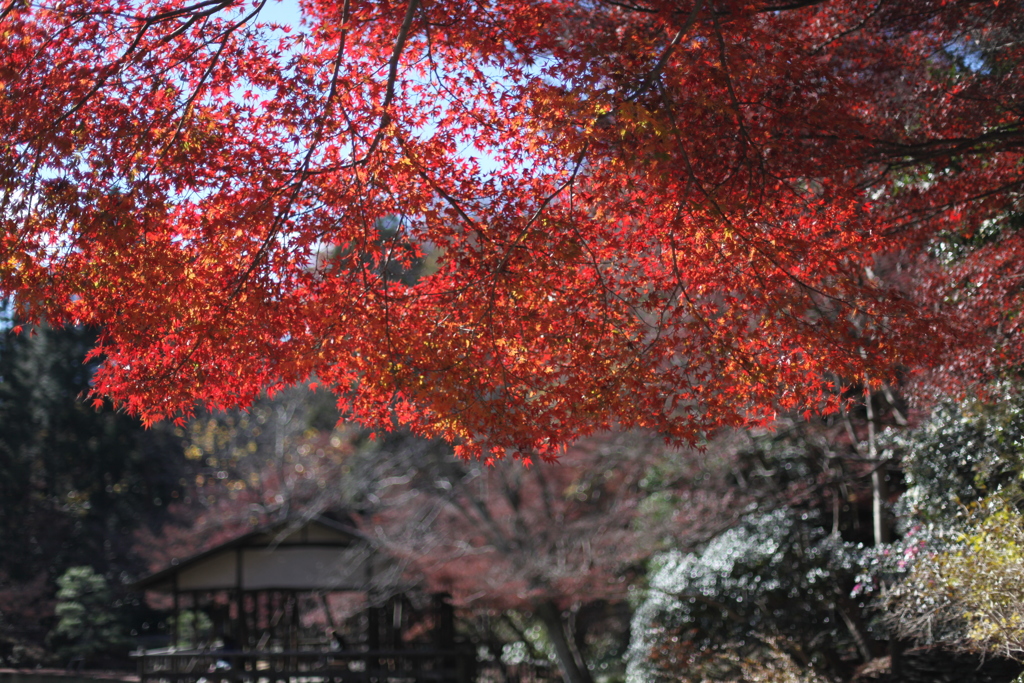 東山動植物園　紅葉終盤その①