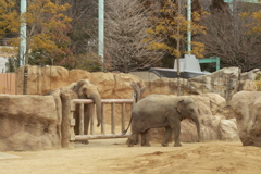 ちょっとそこに座りなさい　象さん親子