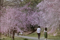 桜と二人　その②