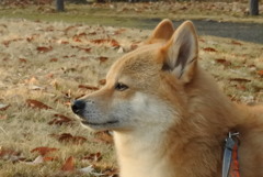 コロン君　横顔キリっとぉ～