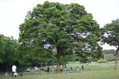 バレーボール　大きな木の下でｌ