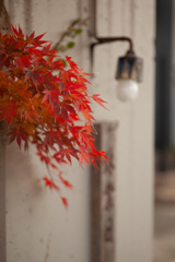 紅葉　そば屋さん休業日①