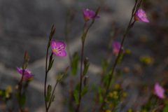 ピンク　川原のお花